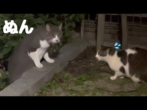 巨大な侵入者に庭に住み着いた地域猫が悪戦苦闘(YouTube)