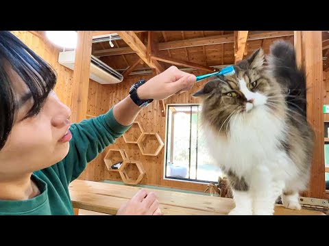 猫に歯ブラシマッサージしたら最高の表情になるらしいので試したみたら…？【検証】(YouTube)