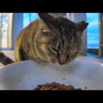 フェリー乗り場の猫ちゃん「猫島で余った猫の餌はここに置いていって下さいニャン」(YouTube)