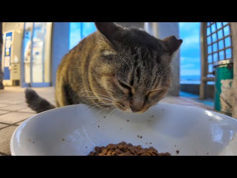 フェリー乗り場の猫ちゃん「猫島で余った猫の餌はここに置いていって下さいニャン」(YouTube)
