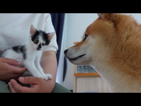 柴犬ハチ家の2023年‥振り返ると感動づくしでした。(YouTube)