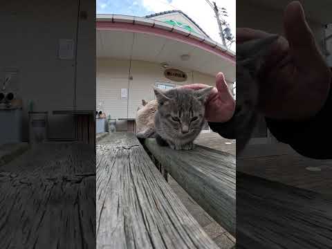 灰色の子猫がデカい先輩猫にピタリとくっつく #cat #野良猫 #ねこ(YouTube)