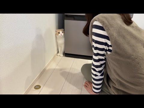 生まれて初めて母と対面したら猫が人見知りして大変なことになっちゃいました…(YouTube)