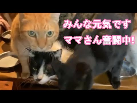 みんな元気です ママさん奮闘中! キビのり便りも届きました 2023 12 03-1(YouTube)