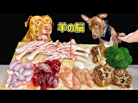 【閲覧注意】一週間ぶりに生肉を食べるピットブルの咀嚼音がクセになる(YouTube)
