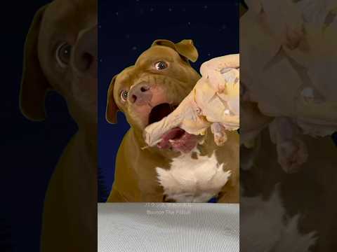 丸鶏を豪快に食べるピットブル #ピットブル #咀嚼音 #アメリカンピットブル(YouTube)