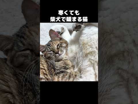 寒くても柴犬とくっついて暖まる子ども猫　#shorts(YouTube)