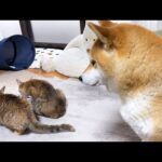 【犬と猫の大家族の朝】子猫がご飯を食べ終わるまで優しく見守る柴犬(YouTube)
