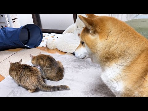 【犬と猫の大家族の朝】子猫がご飯を食べ終わるまで優しく見守る柴犬(YouTube)