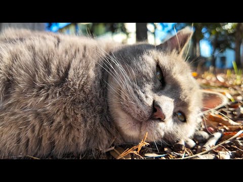 公園にいたグレーの猫ちゃん、丸々肥っててカワイイ(YouTube)