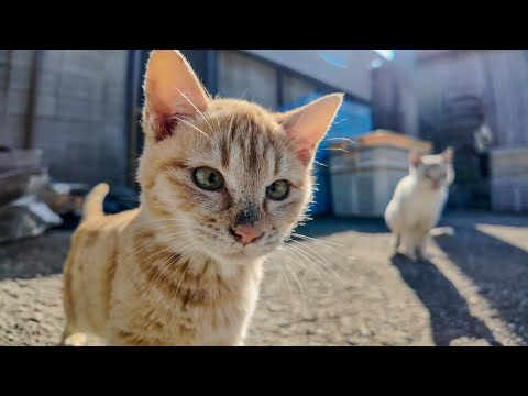 猫島の通りで立ち止まると猫がゾロゾロ集まってくる(YouTube)