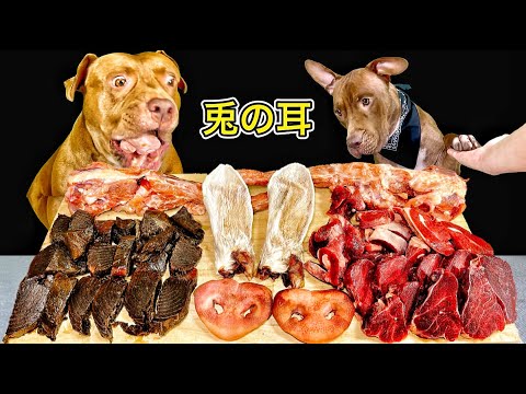 中毒注意⚠️骨付き肉をボリボリ食べるピットブルの咀嚼音がクセになる(YouTube)