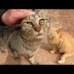 キジトラ猫が他の猫を押し退けて、可愛い声で鳴きながら甘えてきた(YouTube)