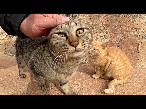 キジトラ猫が他の猫を押し退けて、可愛い声で鳴きながら甘えてきた(YouTube)