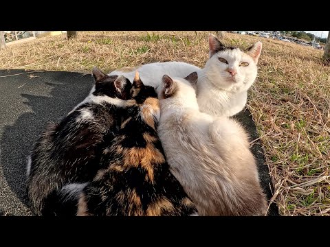 ママ猫からミルクをもらって栄養補給をした子猫達が公園で元気に走り回る(YouTube)