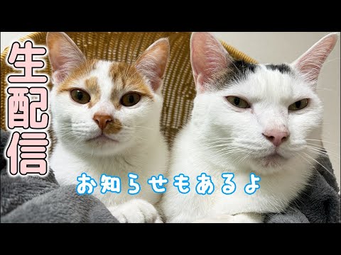 猫たちのごはん生配信！お知らせもあるよ✨(YouTube)
