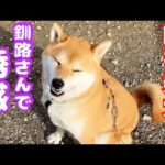 【噛む柴犬】セッション前にワイロ渡して噛まなくする方法 笑(YouTube)