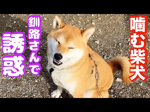 【噛む柴犬】セッション前にワイロ渡して噛まなくする方法 笑(YouTube)