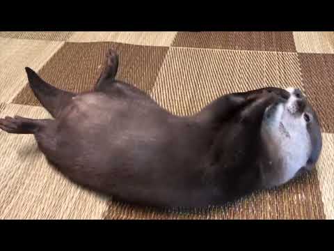 続・カワウソの奇妙な（珍妙な？）行動集！Continued collection of strange otter behavior!(YouTube)