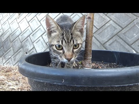 いつもお兄ちゃんの後を付け狙っている弟猫(YouTube)