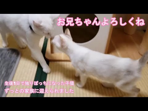新しいおうちで幸せになります 生後1日で独りぼっちになった子猫【 2023 12 03- 2 】(YouTube)