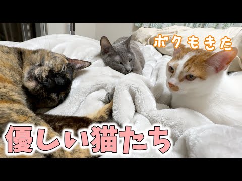 体調不良で横になってたら猫たちが横に来てくれました…！(YouTube)