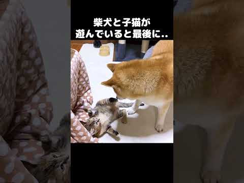 子猫と柴犬が遊んでいたら先輩猫からお叱りを受けました　#shorts(YouTube)