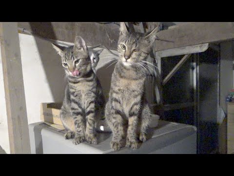 仲良しな猫をうらやましそうに見ていた猫(YouTube)