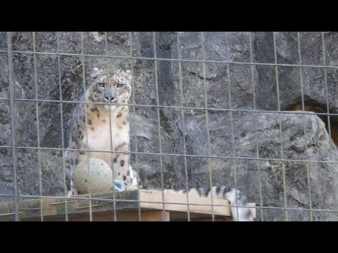 ボールで遊ぶユキヒョウ「フブキ」：多摩動物公園(YouTube)