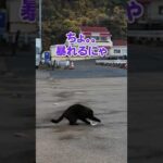 お魚ゲットな猫♪(YouTube)