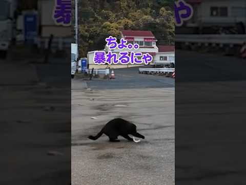 お魚ゲットな猫♪(YouTube)