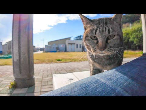 猫島の船着場近くの東屋で帰りのフェリーを待っていたら猫が擦り寄ってきた(YouTube)