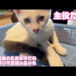 主役だよボク 今年最後の乳飲み子になりました  【2023 12 05-1】(YouTube)