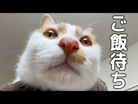 ご飯30分前の猫たちの過ごし方はこんな感じです！(YouTube)