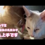 甘え上手なのはお姉ちゃん譲りなのでしょうか 今年最後の乳飲み子 Day98　【2023 12 06-2】(YouTube)