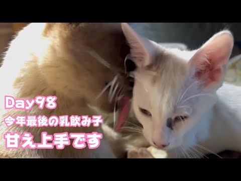 甘え上手なのはお姉ちゃん譲りなのでしょうか 今年最後の乳飲み子 Day98　【2023 12 06-2】(YouTube)