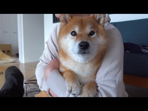 柴犬と大好きな箱を開けたら落ち込むハプニングが発生しました。。(YouTube)