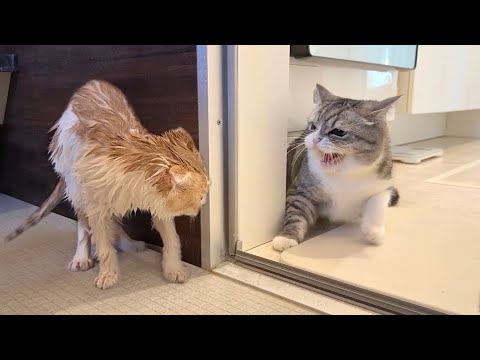 お風呂上がりで縮んだ弟を見たら兄猫がまさかのこうなっちゃいました…(YouTube)