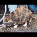 感動猫動画 のライブ配信(YouTube)