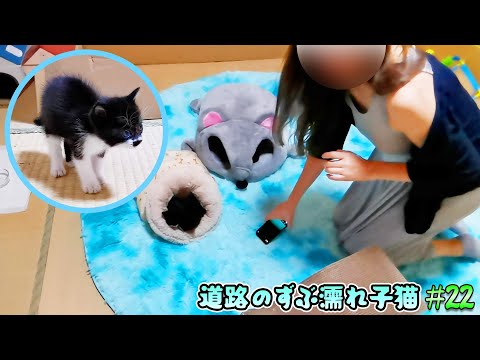 子猫と久しぶりに対面した妻の禁断スイッチが入り、黒鼻ちゃんが！白鼻ちゃんが‼【道路のずぶ濡れ子猫 #22】(YouTube)