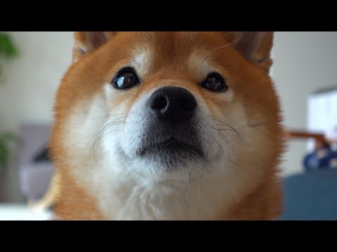 柴犬ハチ、失恋。(YouTube)
