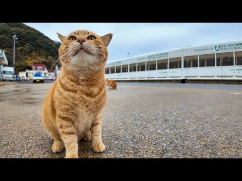 港に帰ってきた漁船の様子を見守る野良猫たちを撫でる(YouTube)
