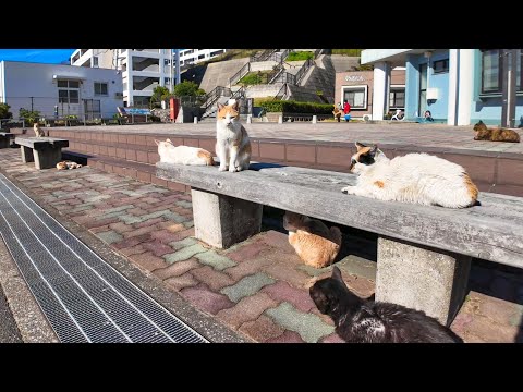 猫島の公民館前のベンチは屋外猫カフェ(YouTube)