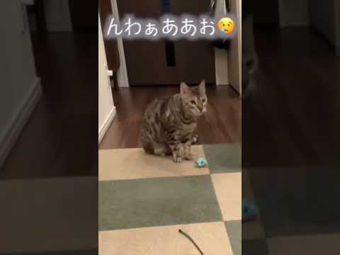 寂しがり猫の1人遊び　#ルトロゼ #cat #ベンガル(YouTube)