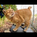 いかつい顔の茶トラ猫が人間にモフられて甲高い声で鳴く(YouTube)