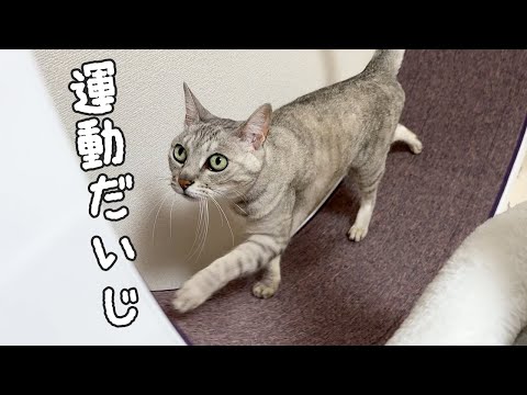 食後に続々と運動しに来る猫たちがこちら！(YouTube)