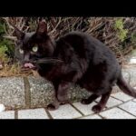 黒猫が雪が積もった公園をキョロキョロしながら散策する(YouTube)