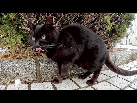 黒猫が雪が積もった公園をキョロキョロしながら散策する(YouTube)
