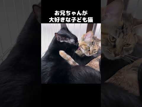 兄猫が大好きな子ども猫が近くに来るとこうなります　#shorts(YouTube)