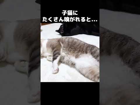 子猫にたくさん嗅がれた先輩猫がこうなりました…　#shorts(YouTube)
